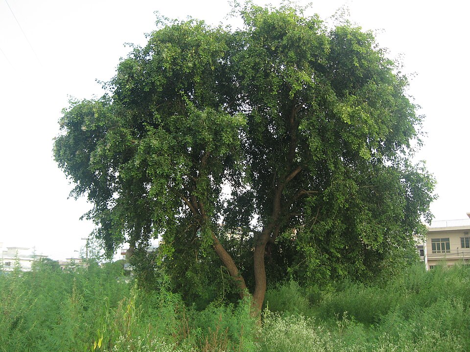 Dalbergia sissoo - Punjab State Symbol