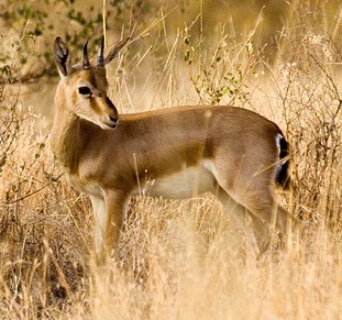 chinkara - Rajasthan State Symbol
