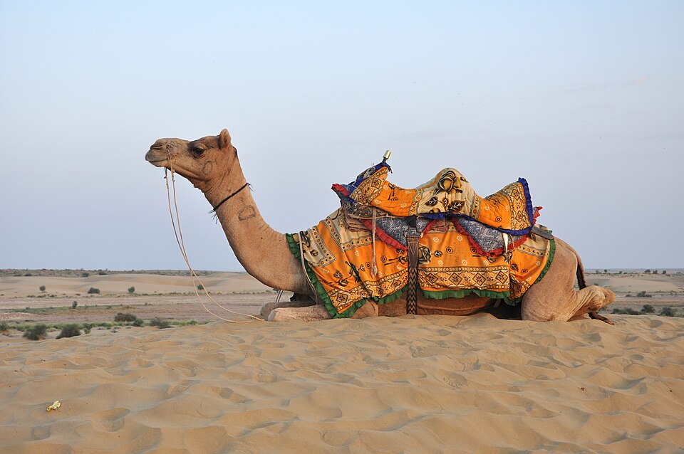 Dromedary camel - Rajasthan State Symbol