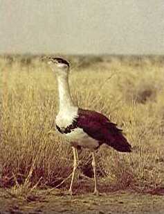 Indian bustard - Rajasthan State Symbol