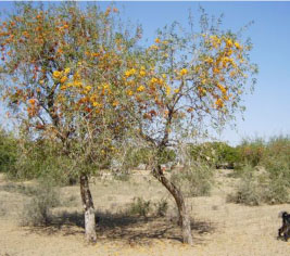 Rohida - Rajasthan State Symbol
