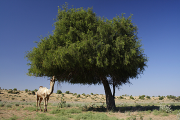 Prosopis cineraria - Rajasthan State Symbol
