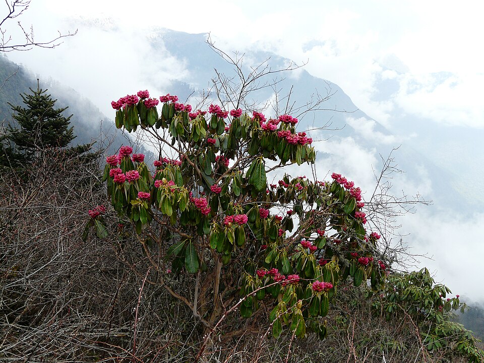 Rhododendron niveum - Sikkim State Symbol