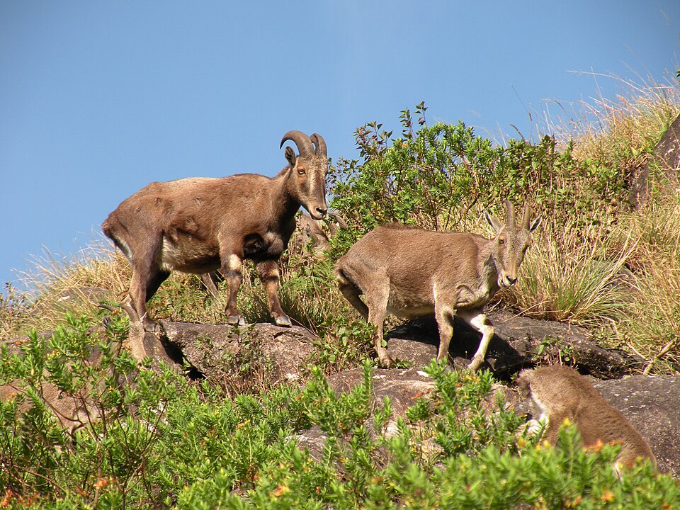 Nilgiri Tahr - Tamil Nadu State Symbol