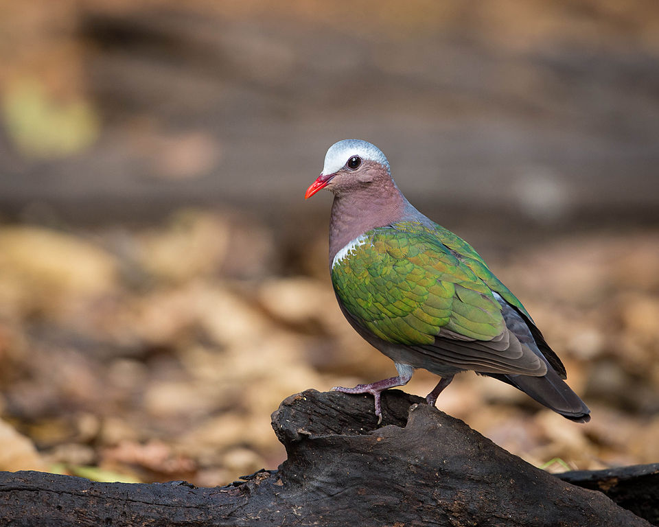 Common Emerald Dove - Tamil Nadu State Symbol