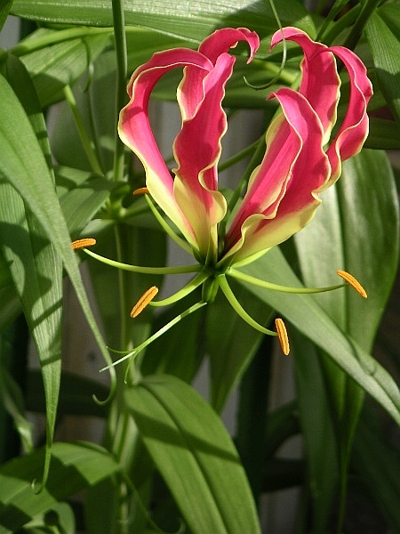 Gloriosa superba - Tamil Nadu State Symbol