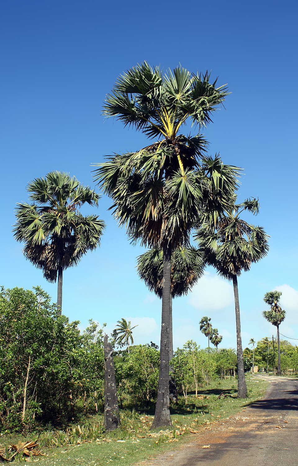 Borassus flabellifer - Tamil Nadu State Symbol