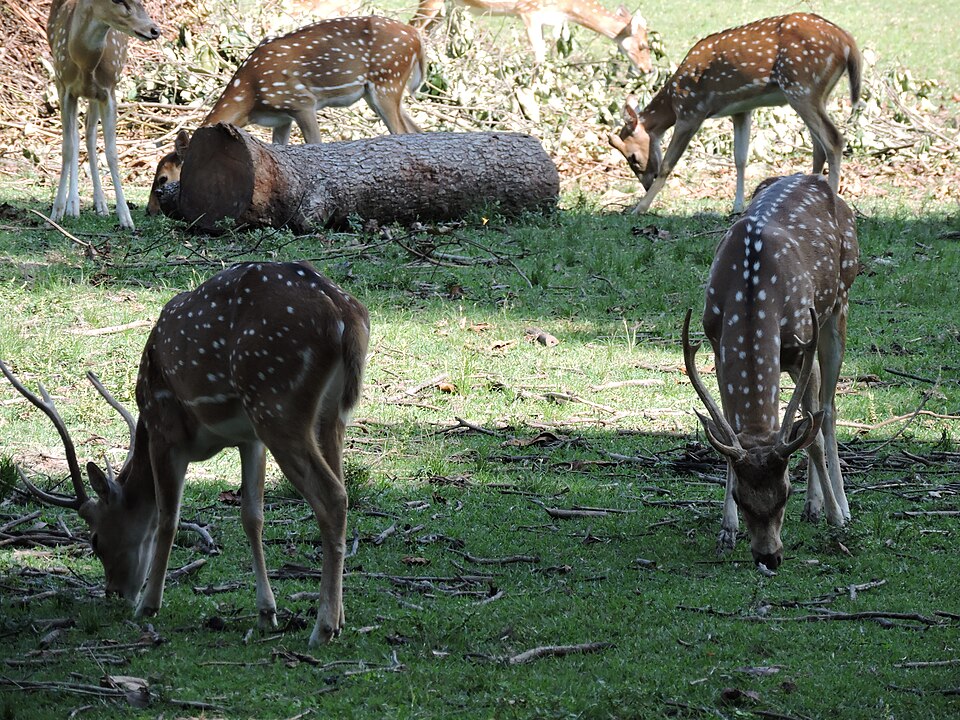 Chital - Telangana State Symbol
