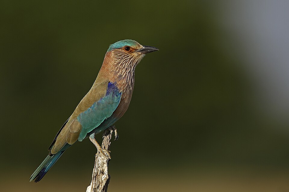 Indian roller - Telangana State Symbol