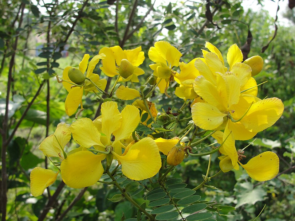Senna auriculata - Telangana State Symbol
