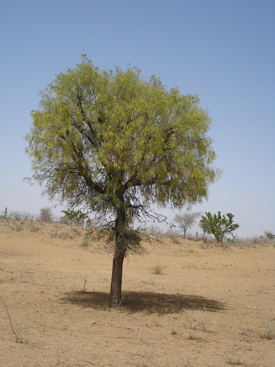 Prosopis cineraria - Telangana State Symbol