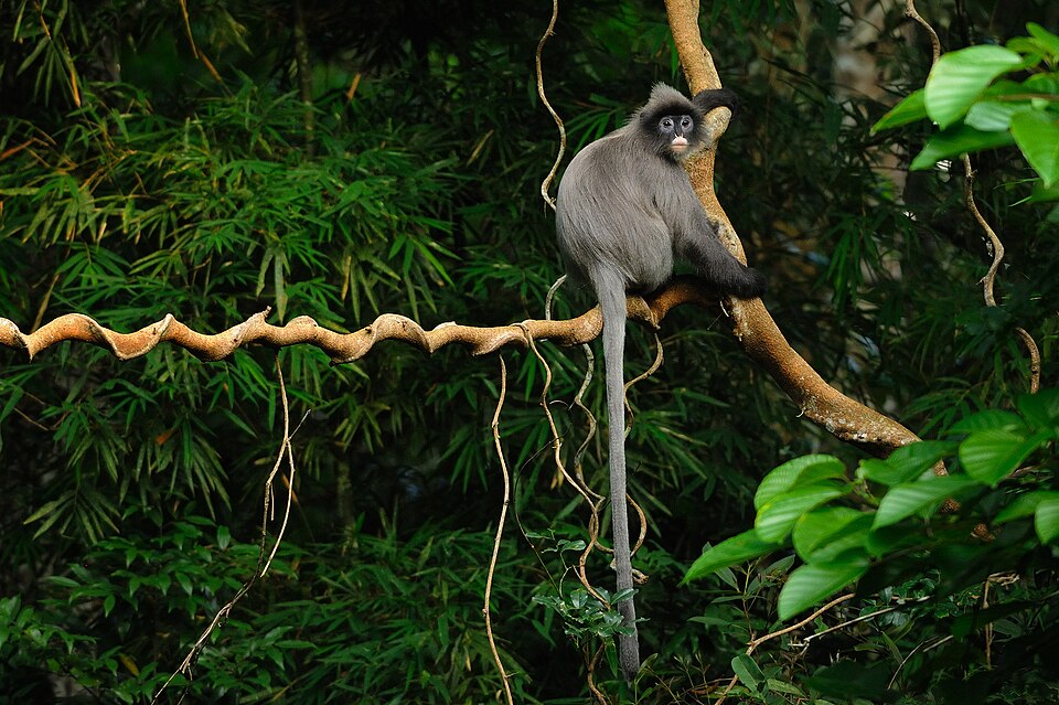 Phayre's leaf monkey - Tripura State Symbol