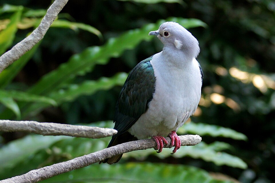 Green Imperial Pigeon - Tripura State Symbol