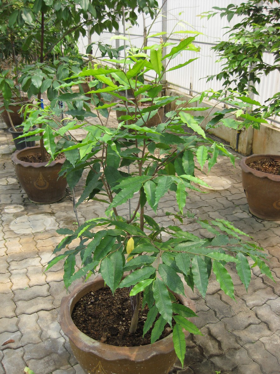 Aquilaria malaccensis - Tripura State Symbol