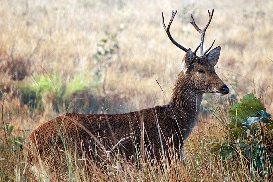 barasingha - Uttar Pradesh State Symbol