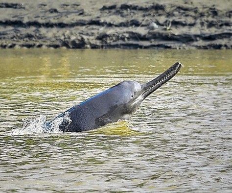 Ganges River Dolphin - Uttar Pradesh State Symbol
