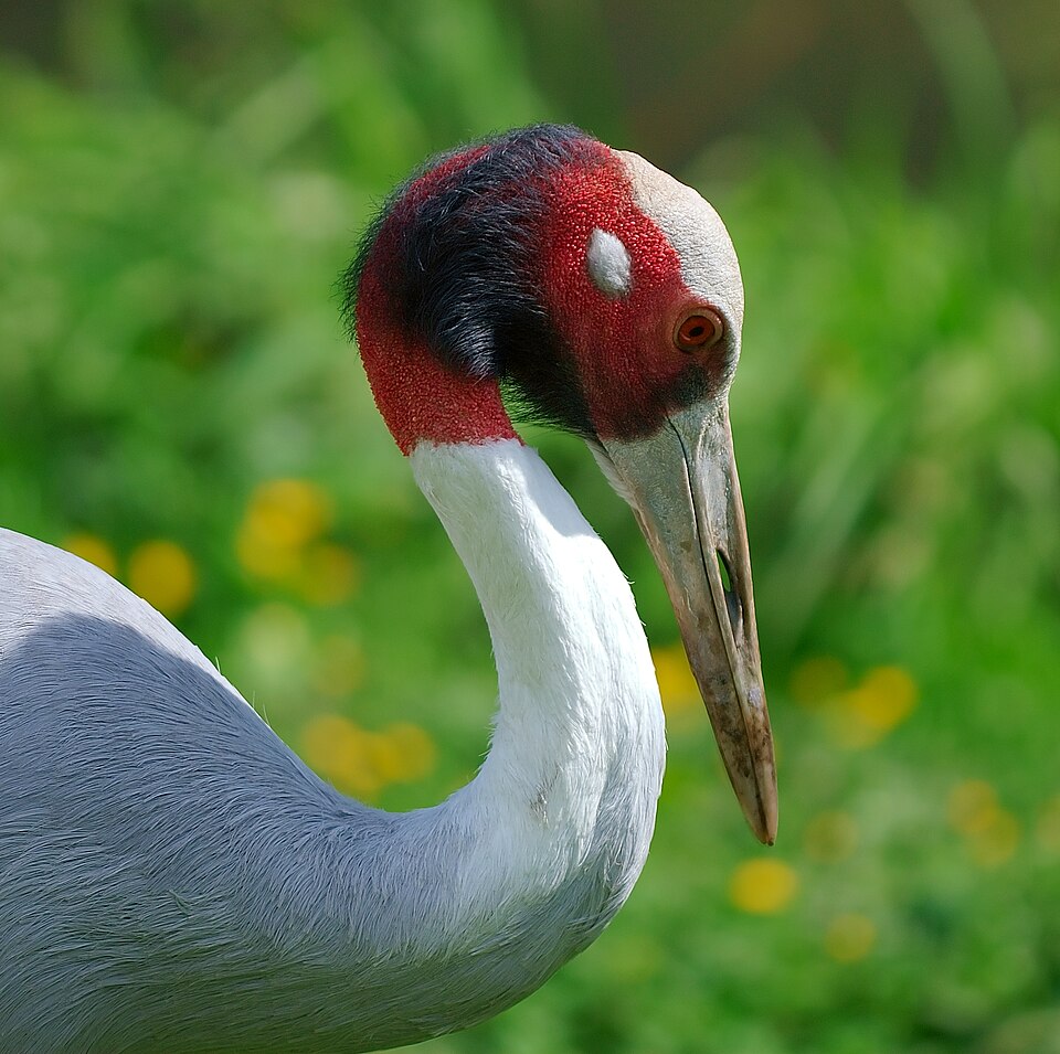 Sarus crane - Uttar Pradesh State Symbol