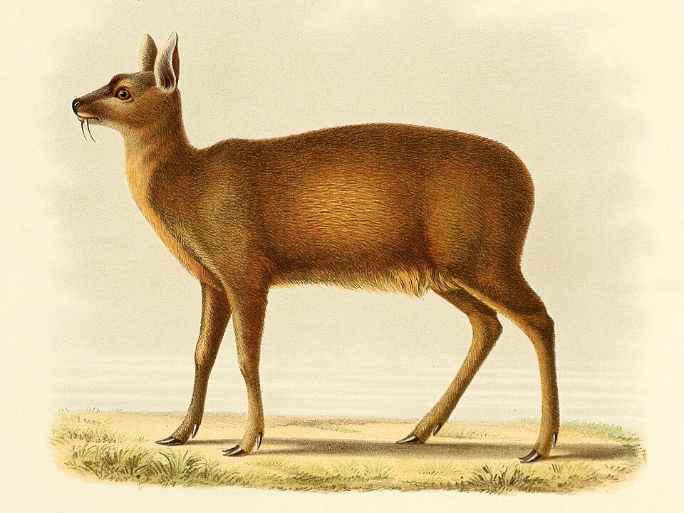 Alpine musk deer - Uttarakhand State Symbol