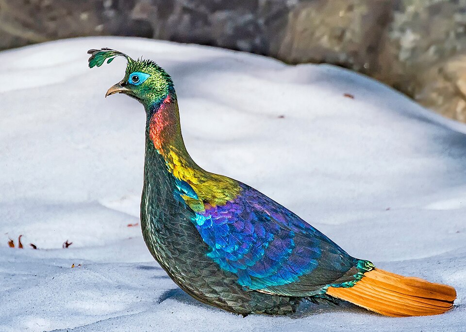 Himalayan Monal - Uttarakhand State Symbol