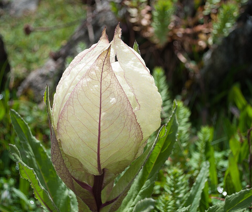 Brahma Kamal - Uttarakhand State Symbol