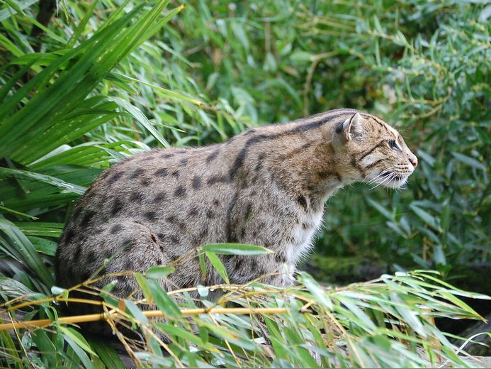 fishing cat - West Bengal State Symbol