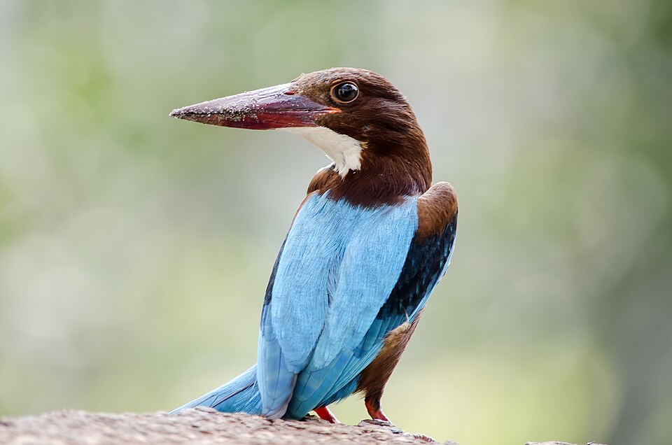 White-throated Kingfisher - West Bengal State Symbol