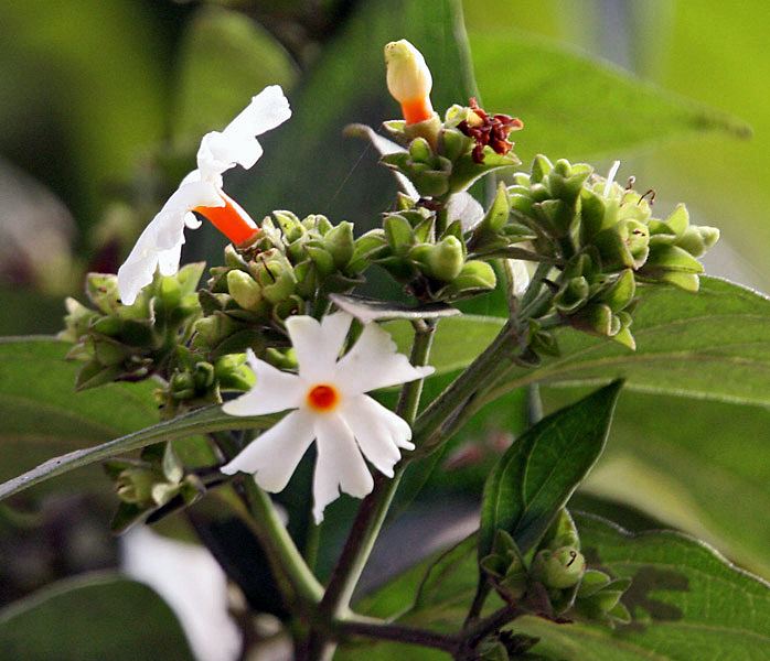 Night-flowering jasmine - West Bengal State Symbol