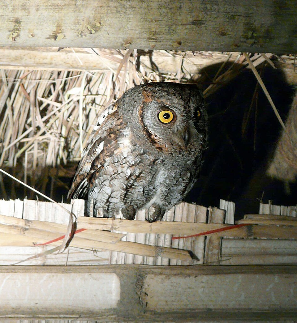 Oriental Scops Owl - Aichi State Symbol