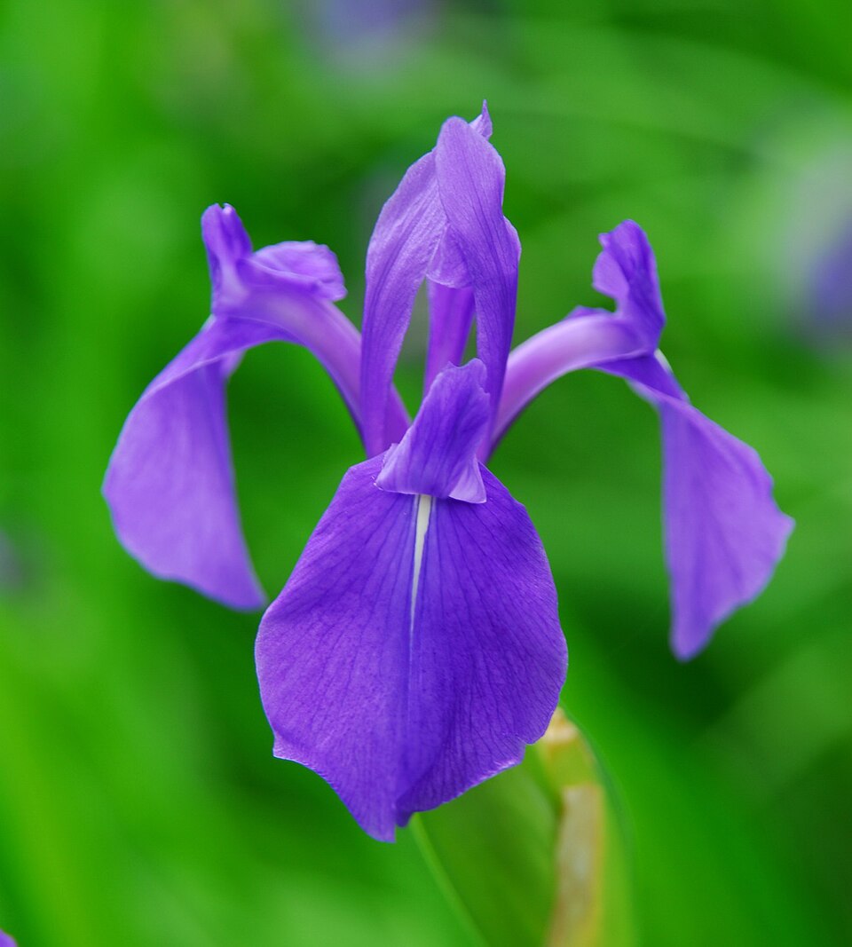 Iris laevigata - Aichi State Symbol