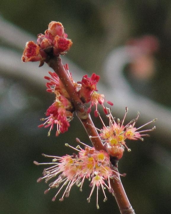 Acer pycnanthum - Aichi State Symbol