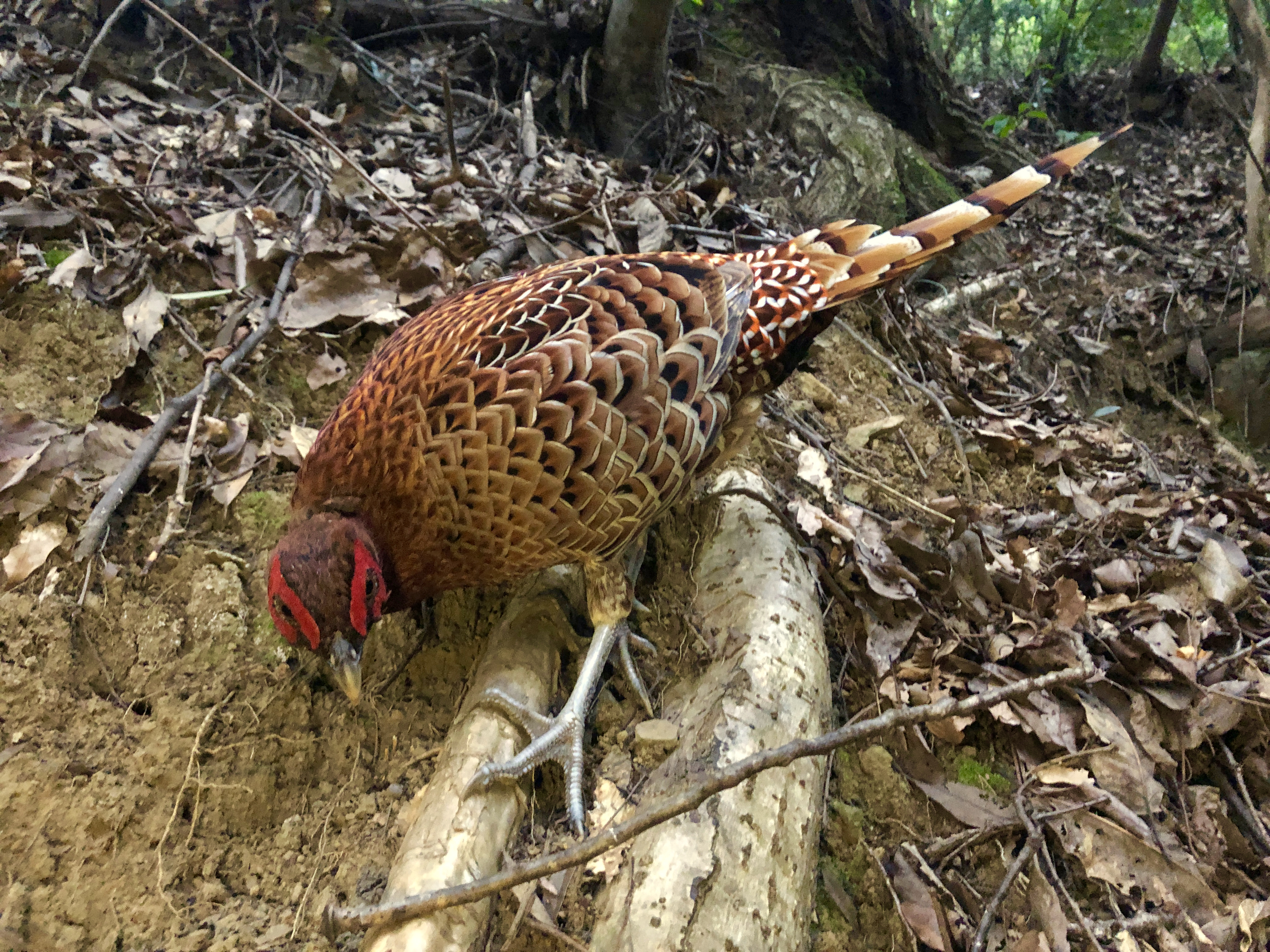 copper pheasant - Akita State Symbol
