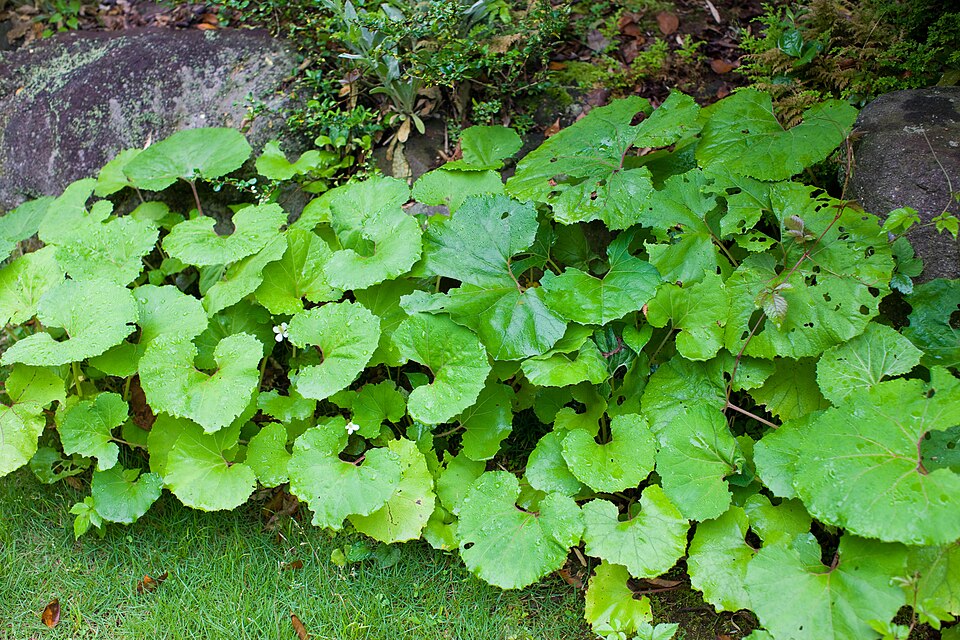 Petasites japonicus - Akita State Symbol