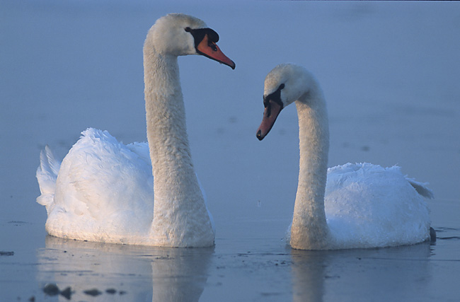 Whooper swan - Aomori State Symbol
