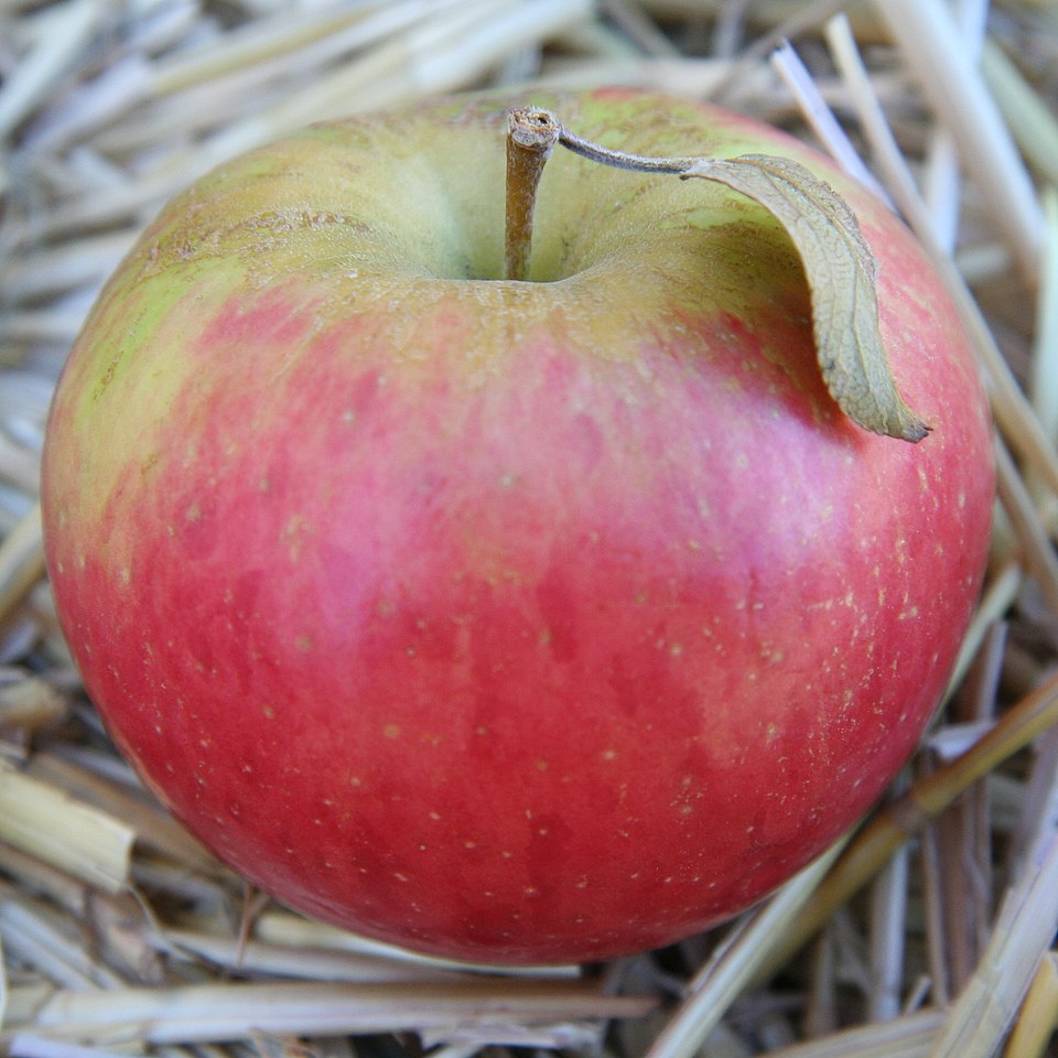 Apple - Aomori State Symbol