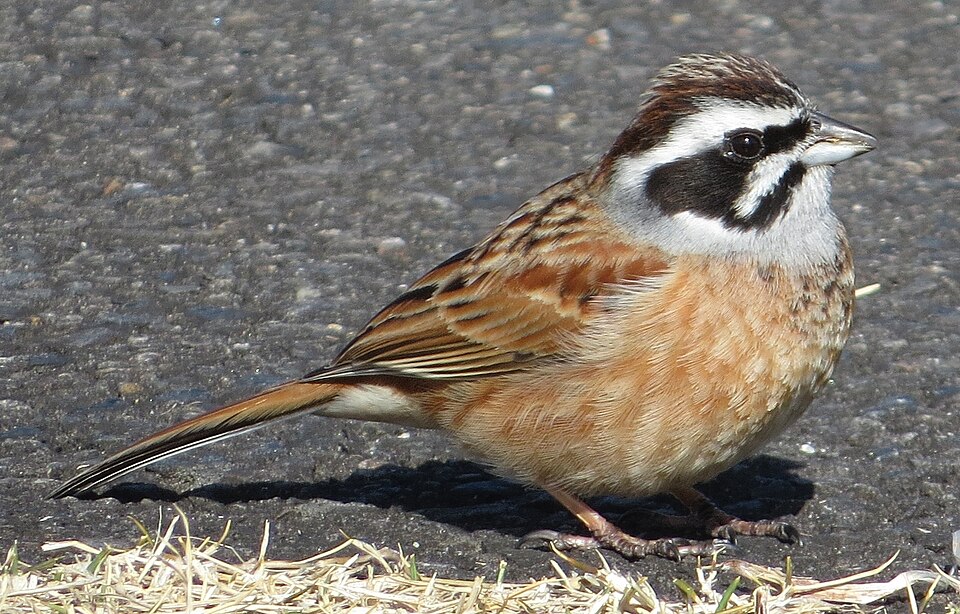 Meadow Bunting - Chiba State Symbol