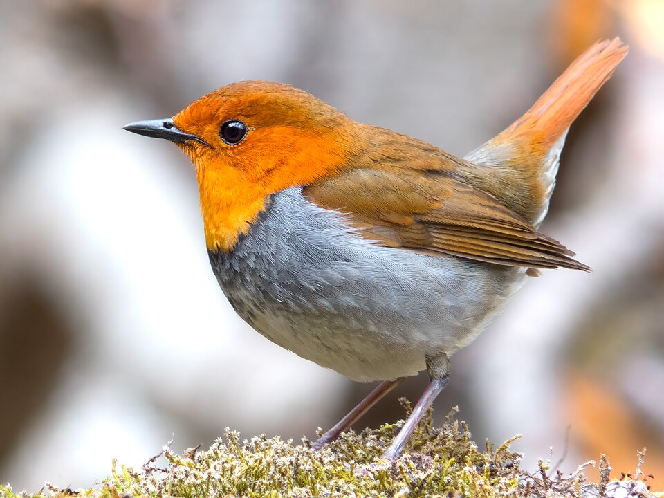 Japanese Robin - Ehime State Symbol