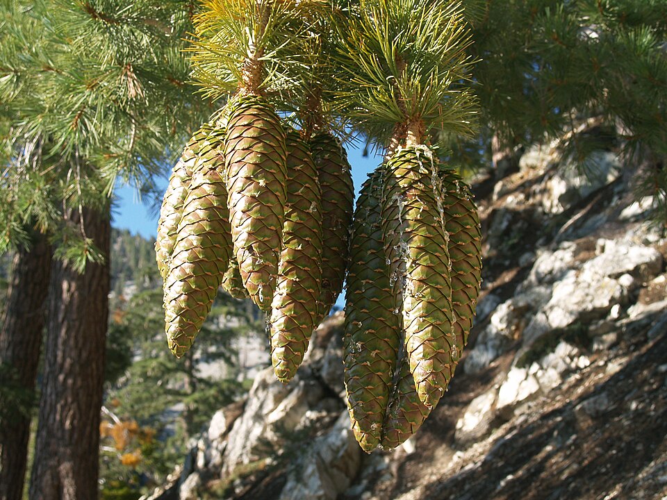 Pinus - Ehime State Symbol