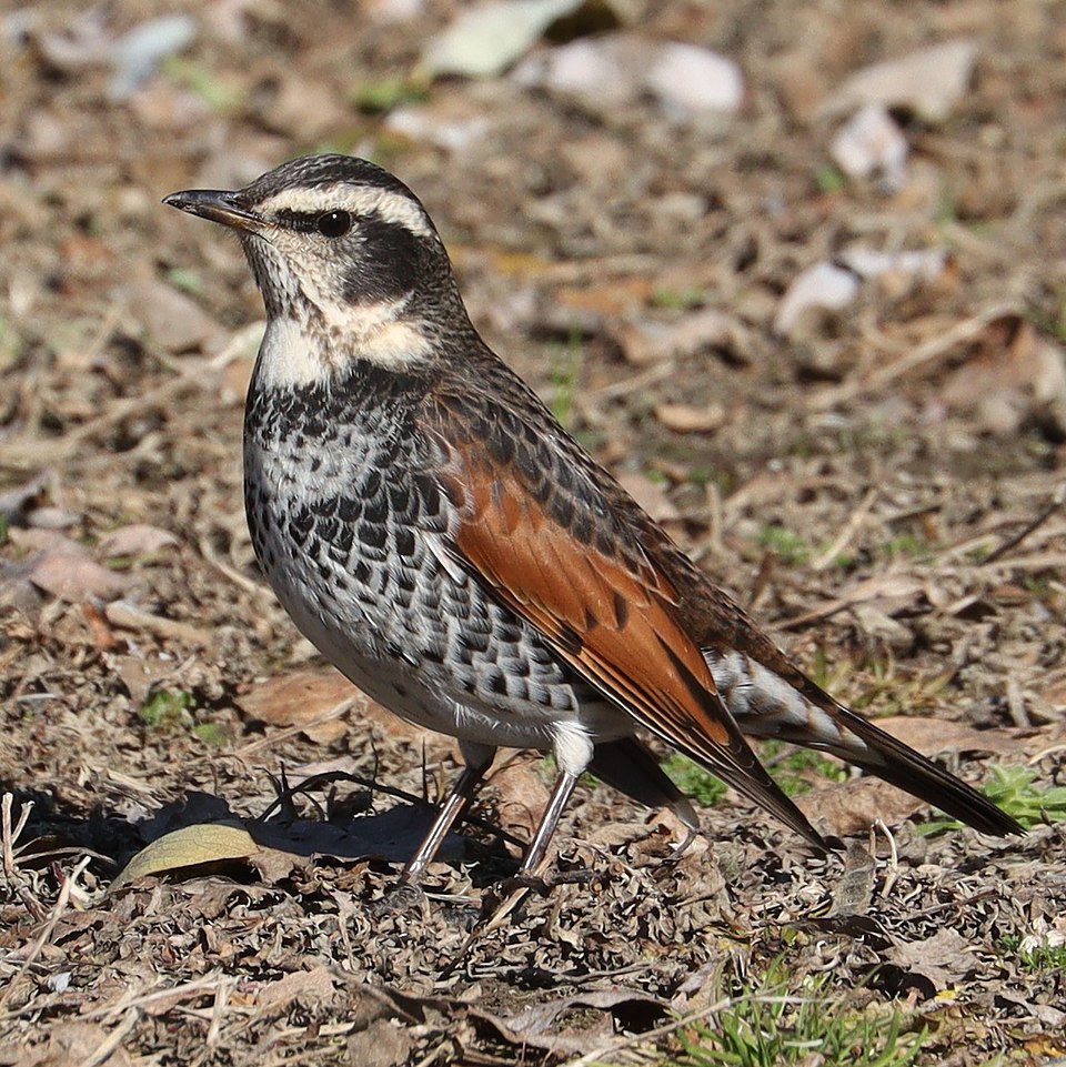 Dusky Thrush - Fukui State Symbol