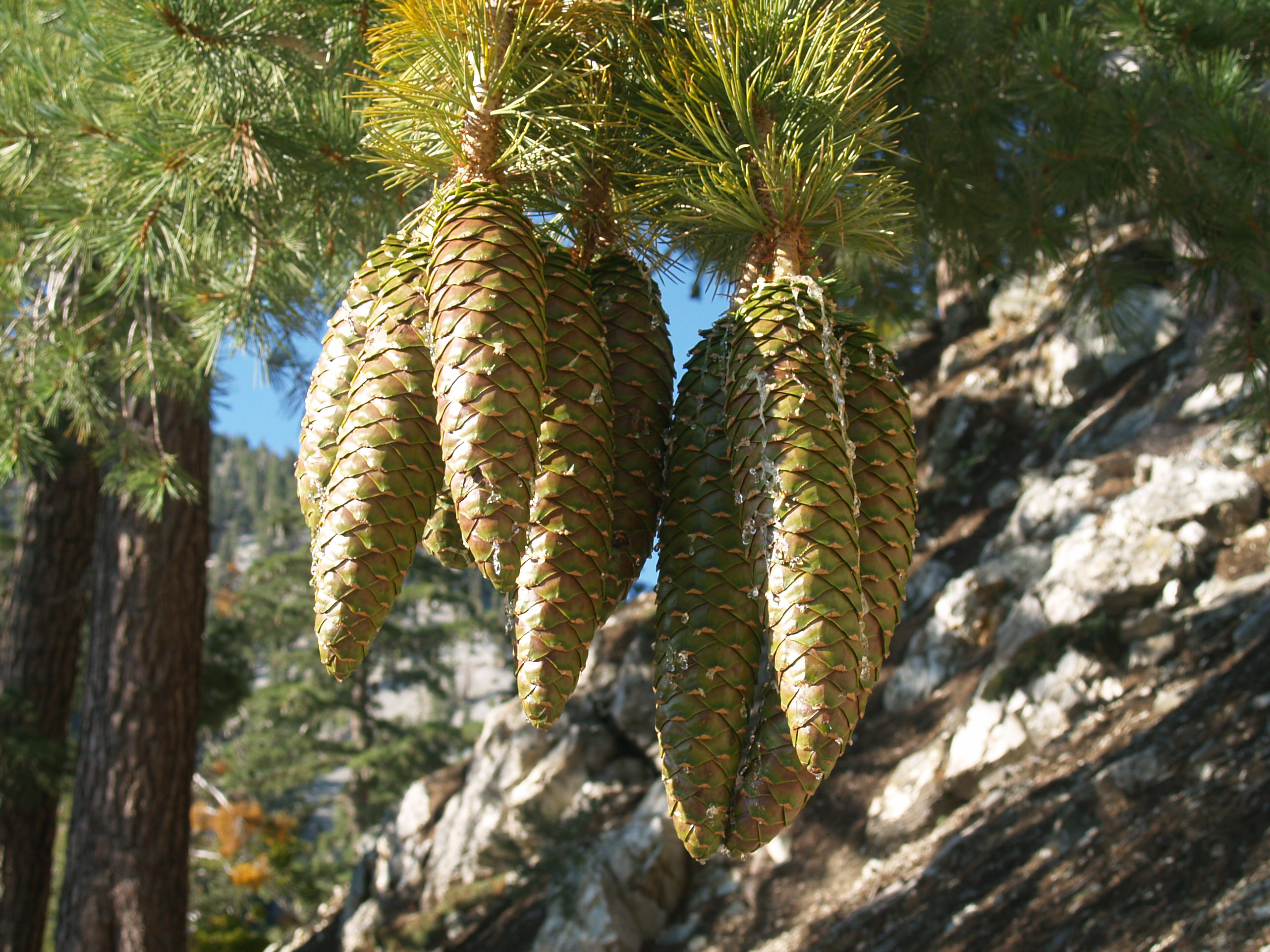 Pinus - Fukui State Symbol