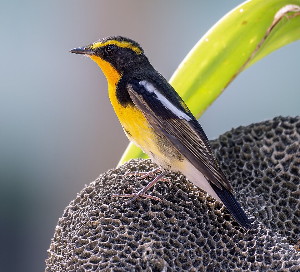 Narcissus Flycatcher - Fukushima State Symbol