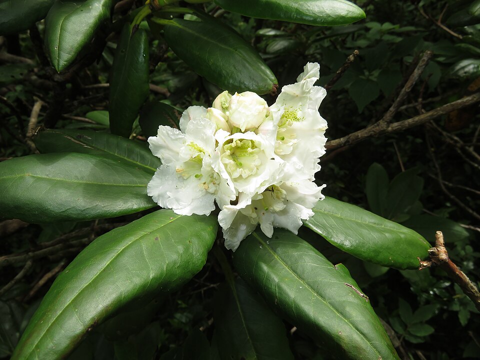Rhododendron brachycarpum f. nemotoanum - Fukushima State Symbol