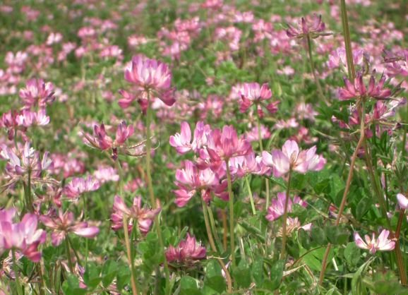 Astragalus sinicus - Gifu State Symbol