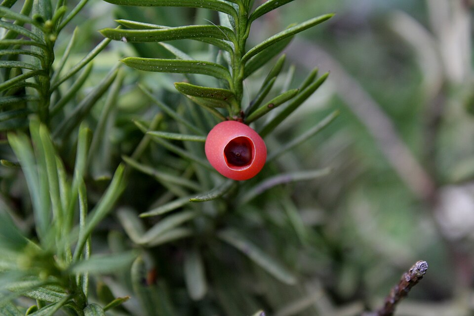 Taxus cuspidata - Gifu State Symbol