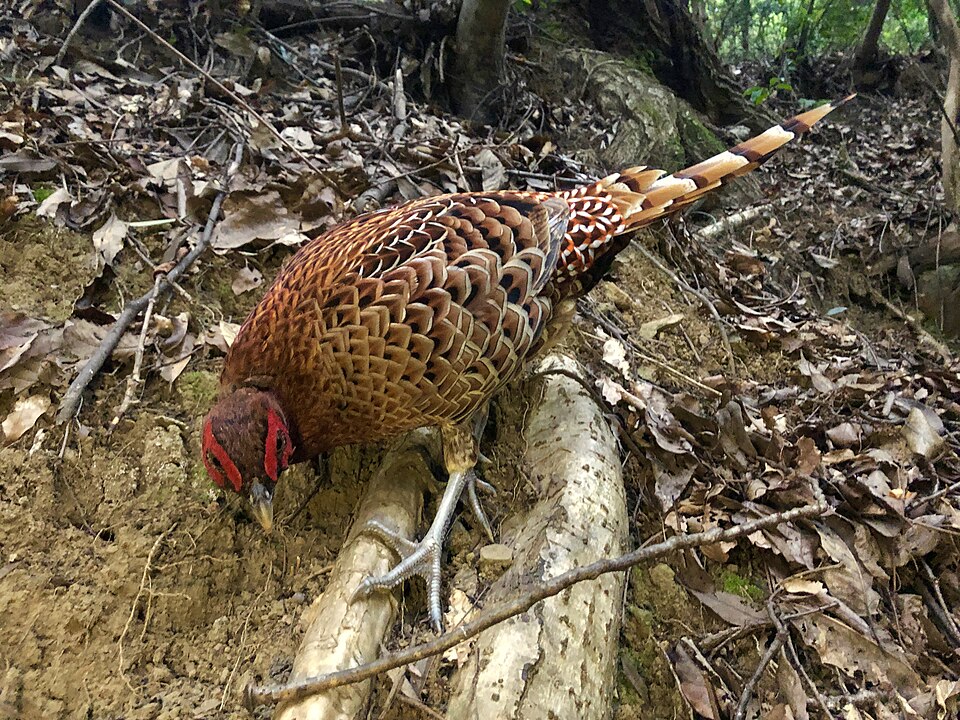 copper pheasant - Gunma State Symbol