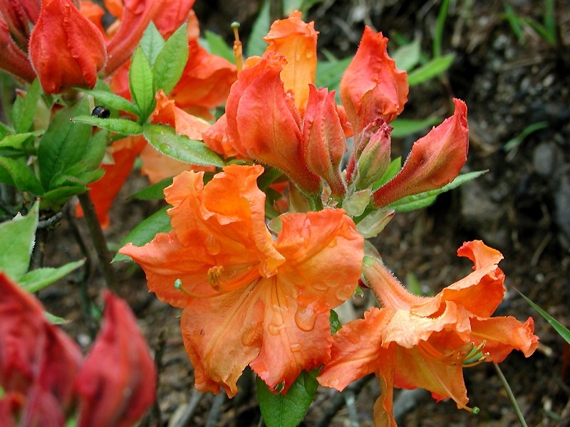 Rhododendron japonicum - Gunma State Symbol