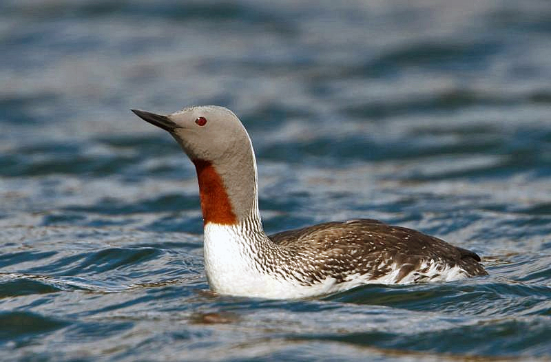 Red-throated Diver - Hiroshima State Symbol