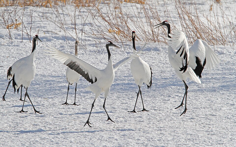 Red-crowned Crane