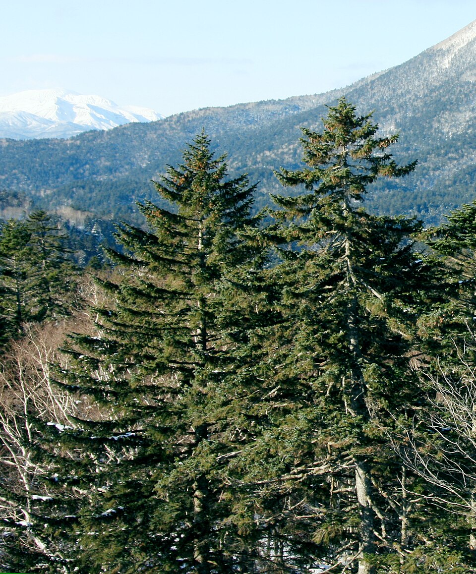 Picea jezoensis