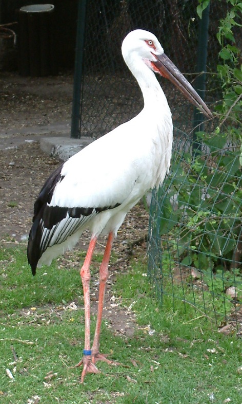 Oriental White Stork