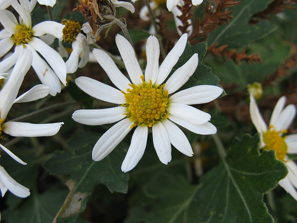 Chrysanthemum japonense